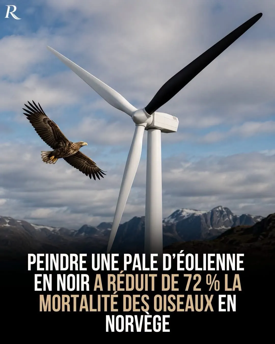 Illustration du post LinkedIn : Peintes en noir, les pâles d'éolienne réduisent la mortalité des oiseaux