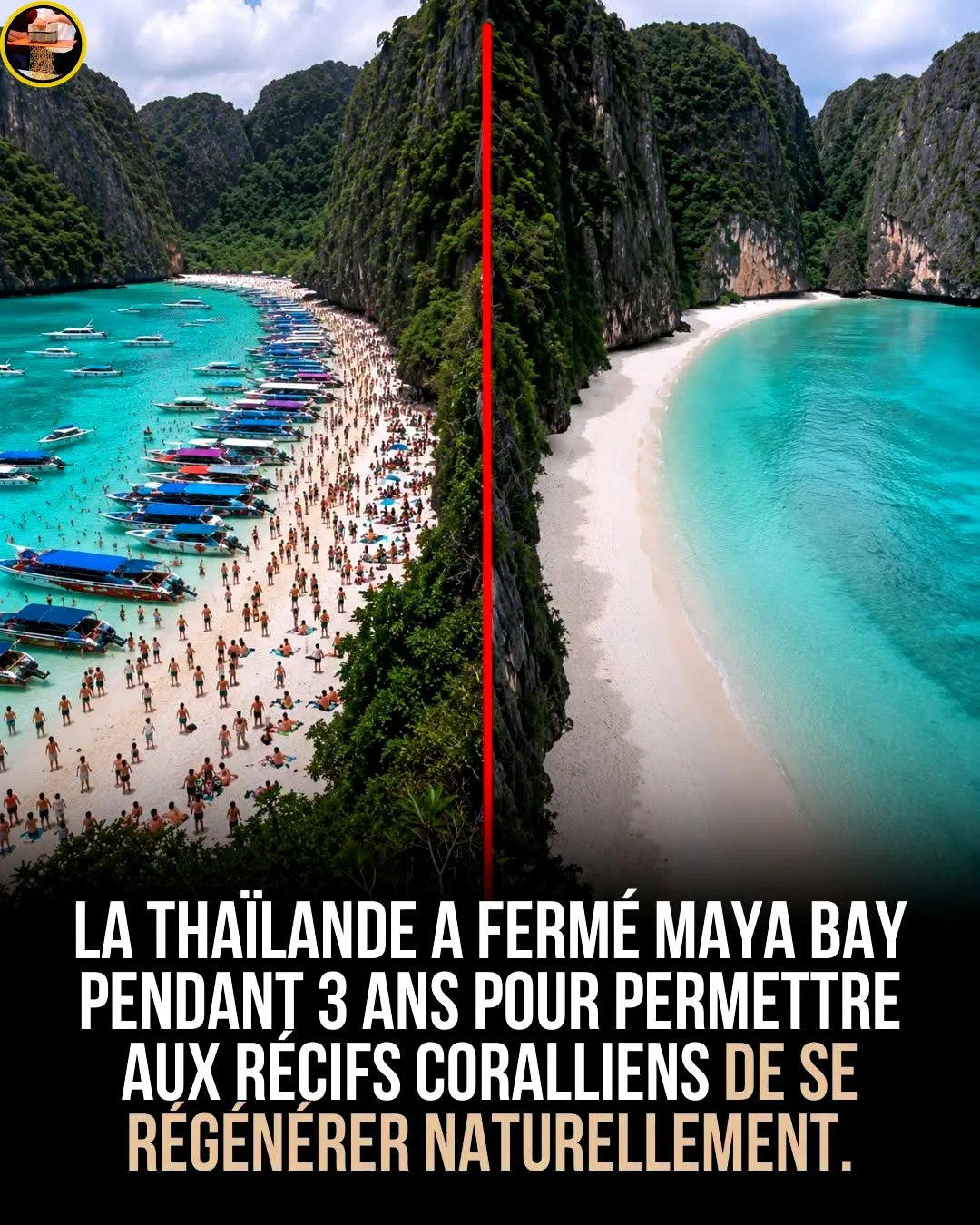 Illustration du post LinkedIn : La Plage Maya Baya a été fermée 3 ans et la nature a repris ses droits