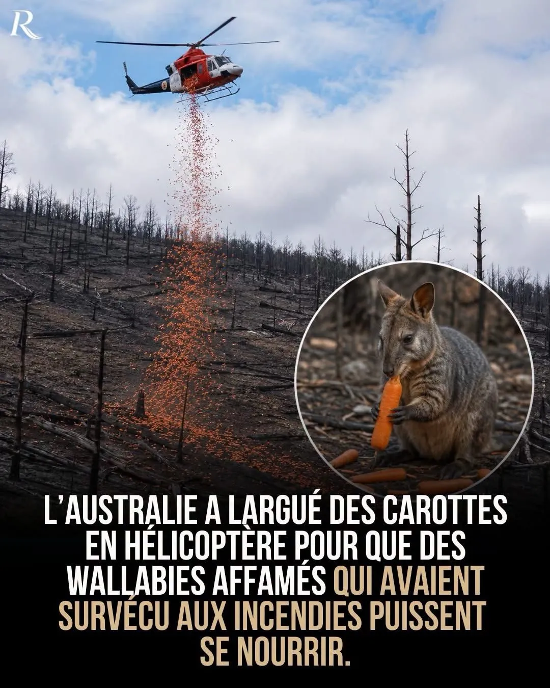 Illustration du post LinkedIn : Largage de carottes en Australie pour nourrir les wallabies