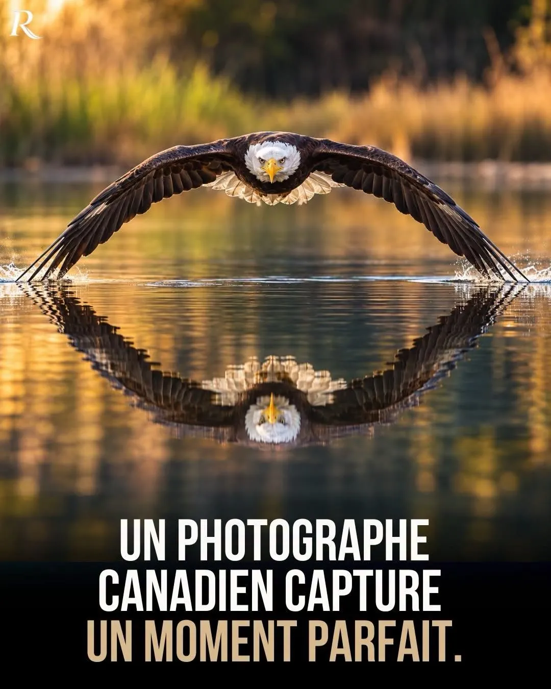 Image du post LinkedIn vérifié
