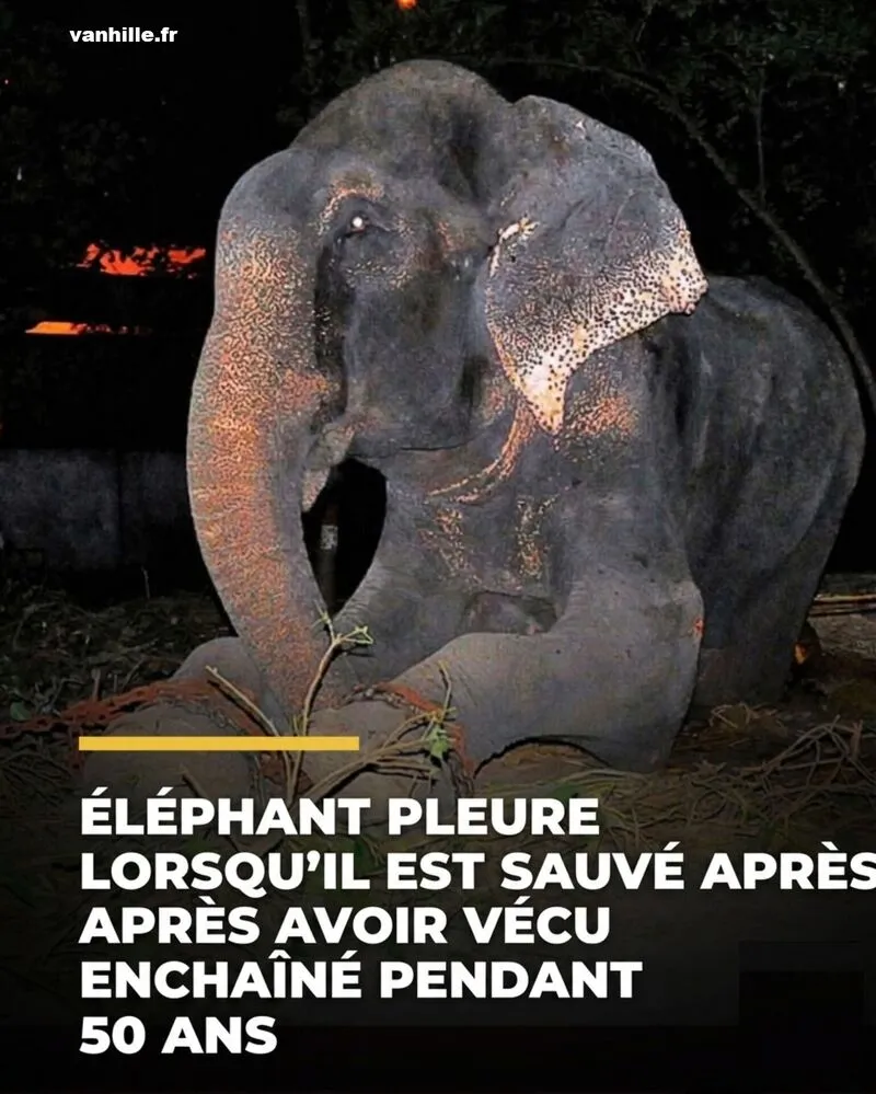 Illustration du post LinkedIn : 🤔 L'éléphant Raju a pleuré quand il a été délivré