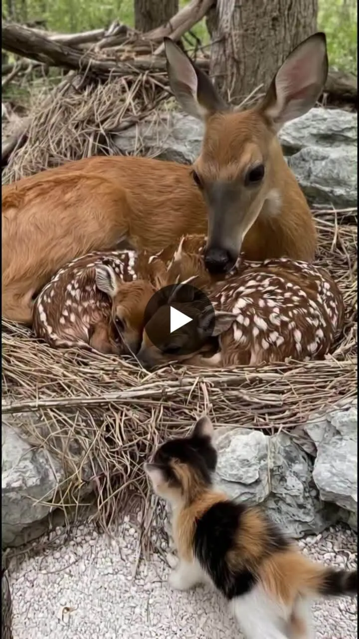 Illustration du post LinkedIn : ❌ Bambi, ses bébés et le petit chat trop mignon