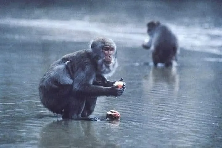 Illustration du post LinkedIn : ❌ L’ effet du centième singe