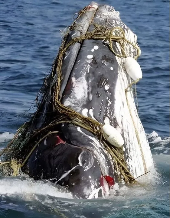 Illustration du post LinkedIn : 🤔 Une baleine prise au piège remercie ses sauveurs