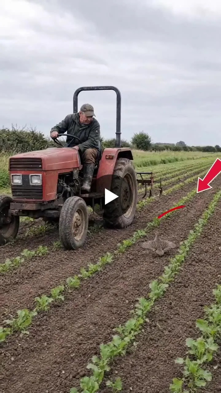 Illustration du post LinkedIn : Un agriculteur amoureux des oiseaux