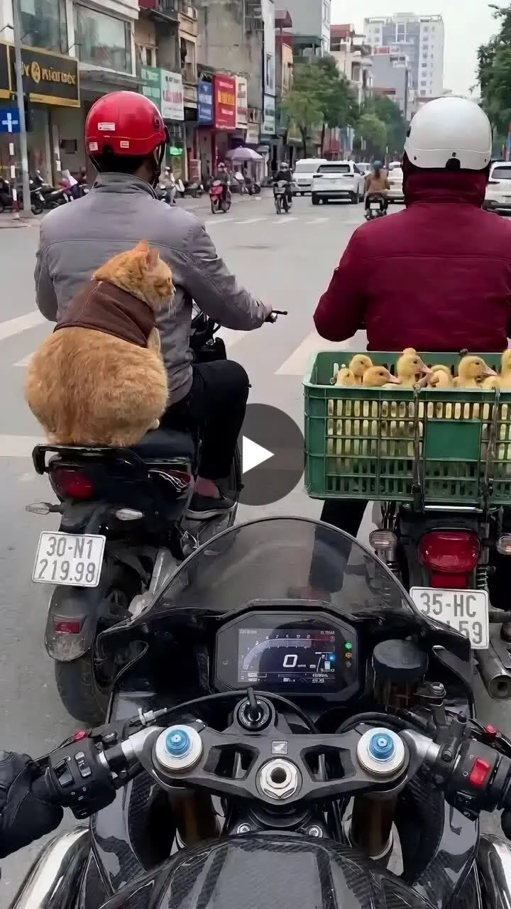 Illustration du post LinkedIn : ❌ Gros chat roux sur moto qui cherche à manger des canetons