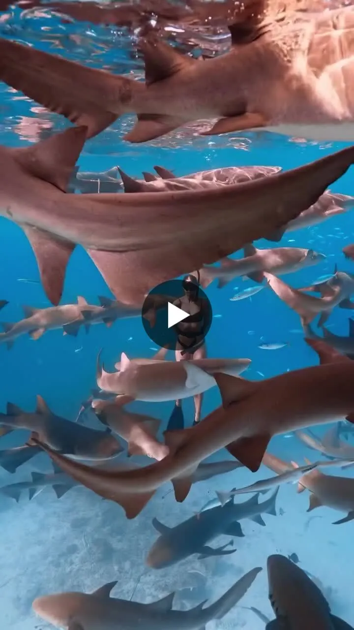 Illustration du post LinkedIn : Apnéiste au milieu d’un banc de requins