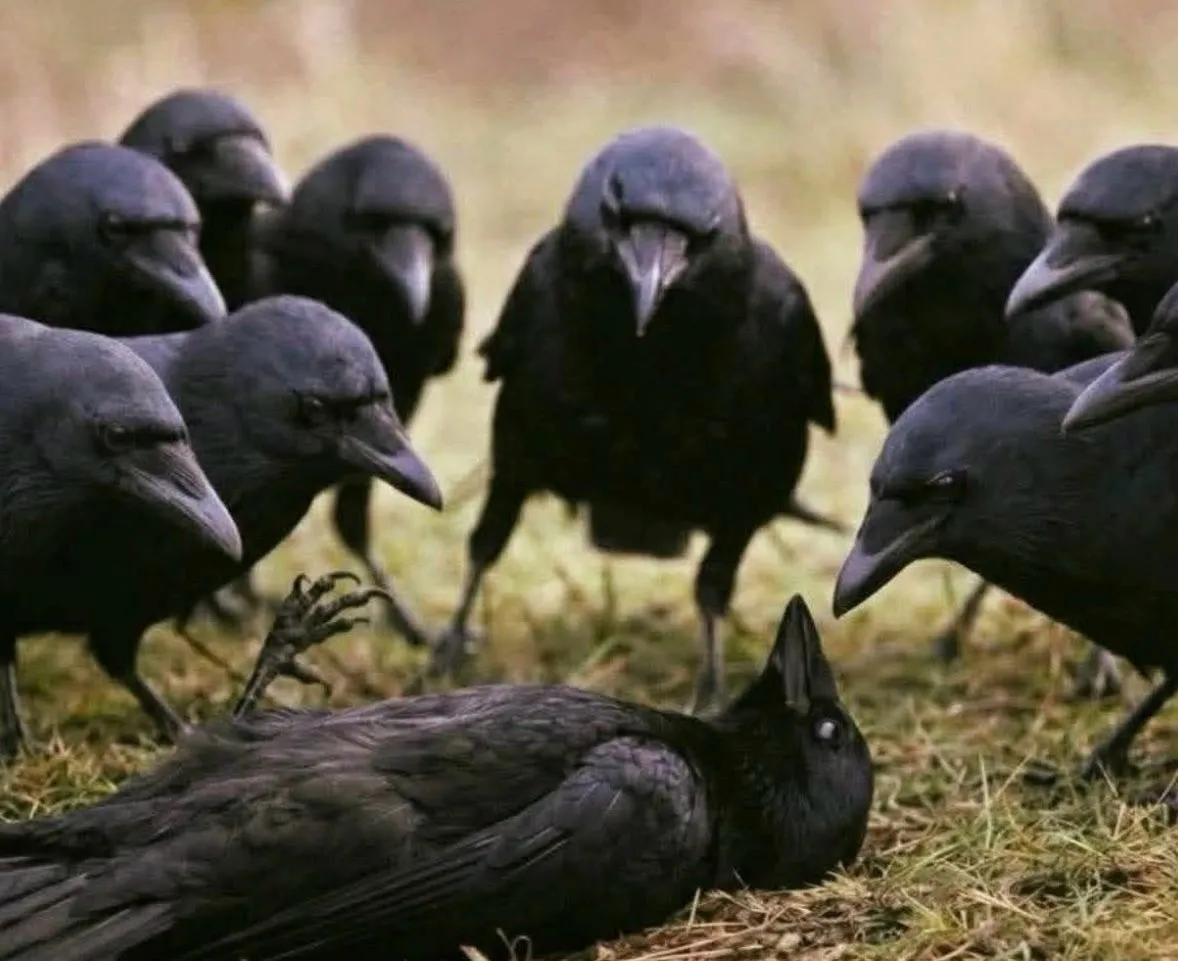 Image du post LinkedIn vérifié