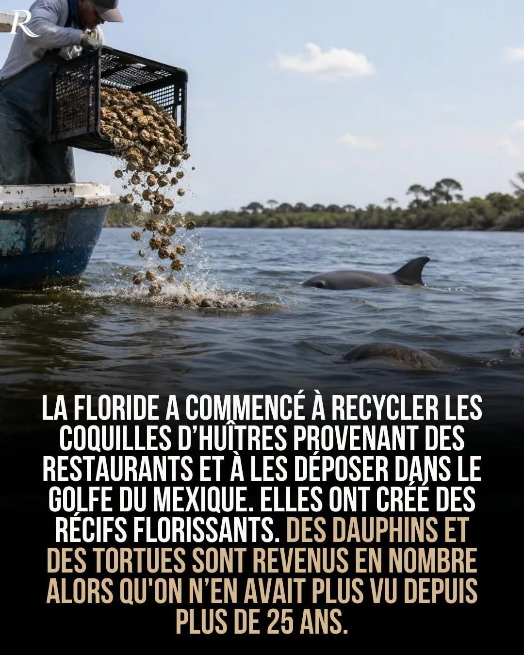 Illustration du post LinkedIn : Les coquilles d'huitre des restos de Floride ont créé des récifs dans le Golfe du Méxique