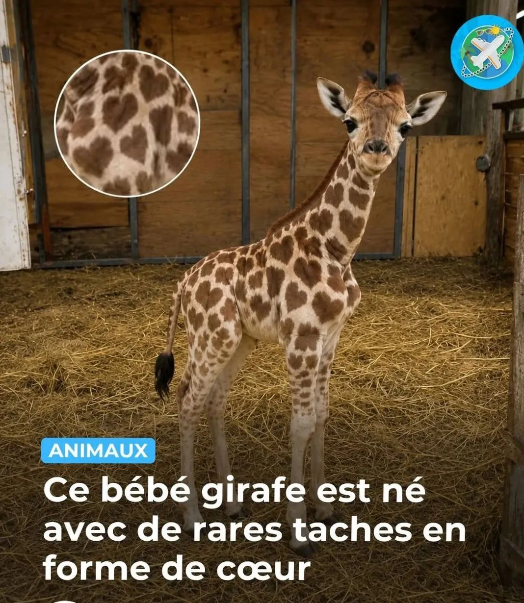 Illustration du post LinkedIn : ❌ Ce girafon a des taches en forme de cœur