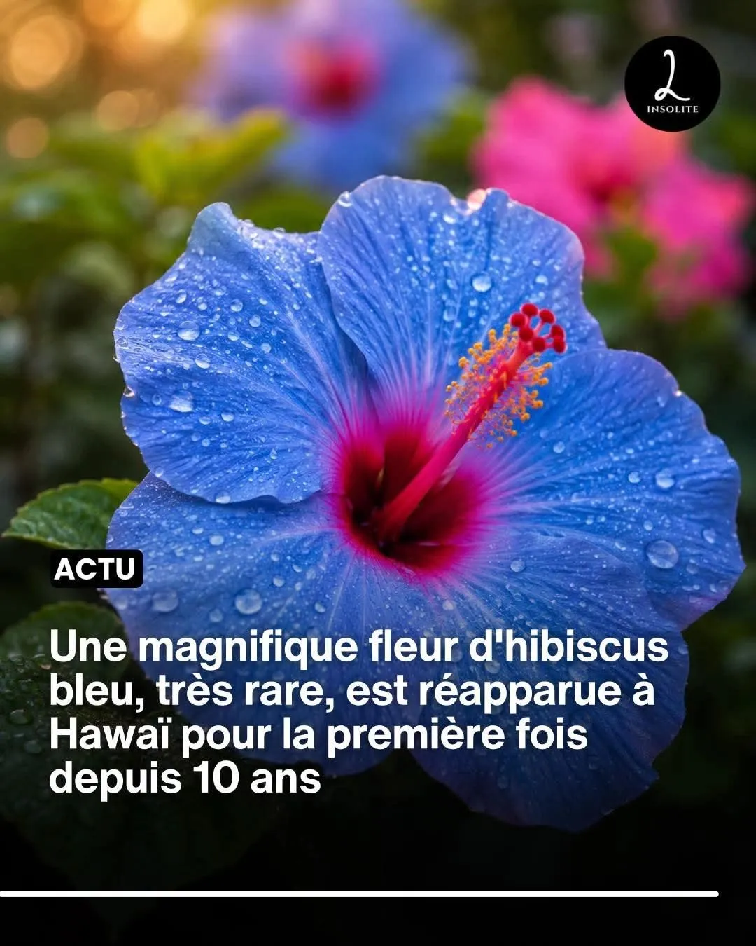 Image du post LinkedIn vérifié