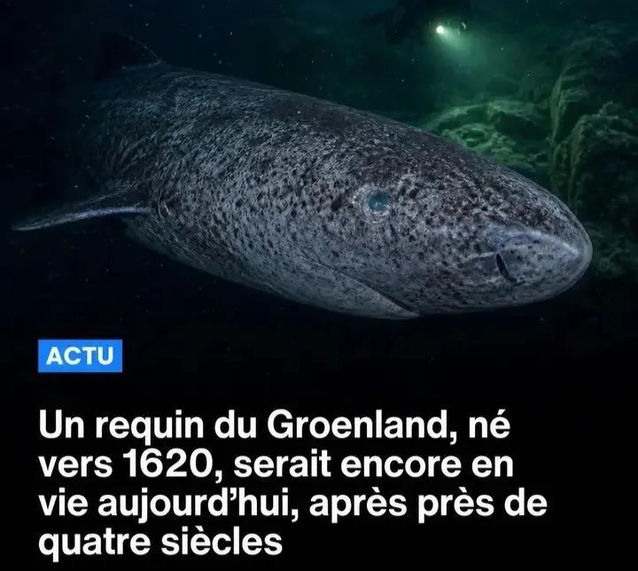 Illustration du post LinkedIn : Un requin né en 1620 est toujours en vie