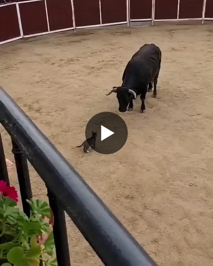 Illustration du post LinkedIn : ❌ Un chat grimpe sur un toro