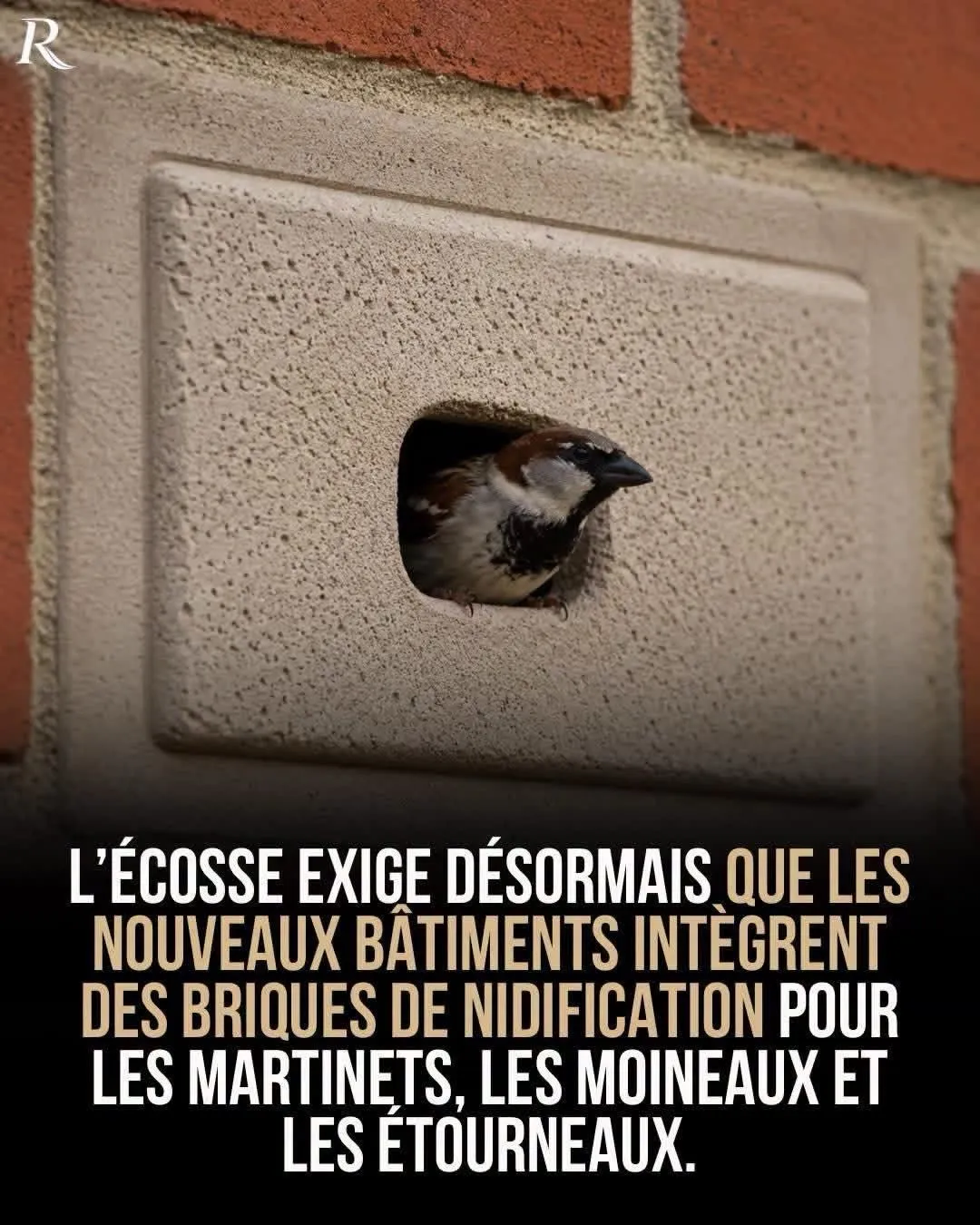 Illustration du post LinkedIn : Les nouveaux bâtiments écossais doivent intégrer des nids d'oiseau