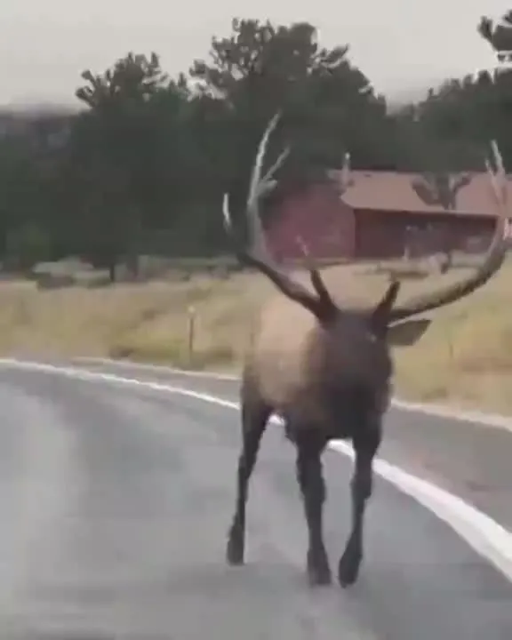 Image: The Elk Leader