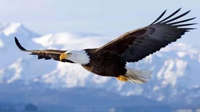 Image: La leçon de l'aigle