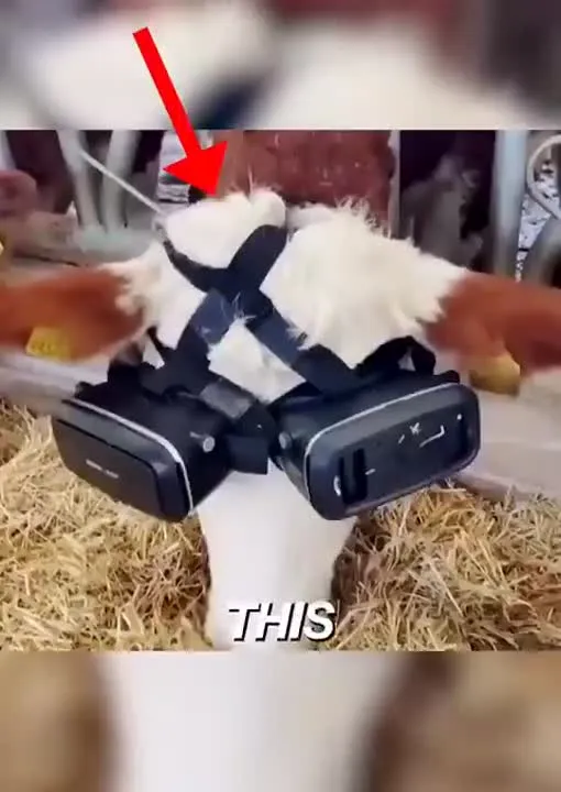 Image: Des lunettes VR pour les vaches