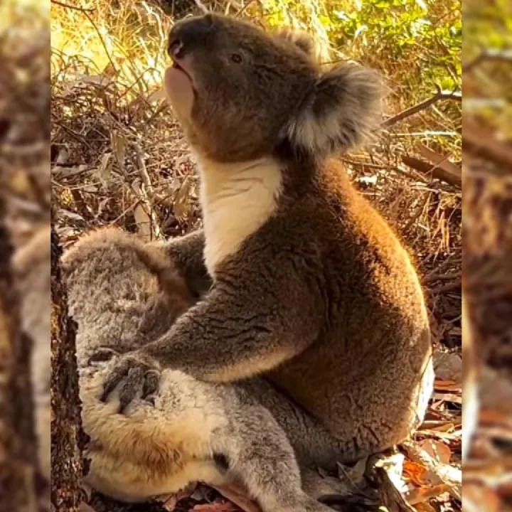Image: Koala qui pleure