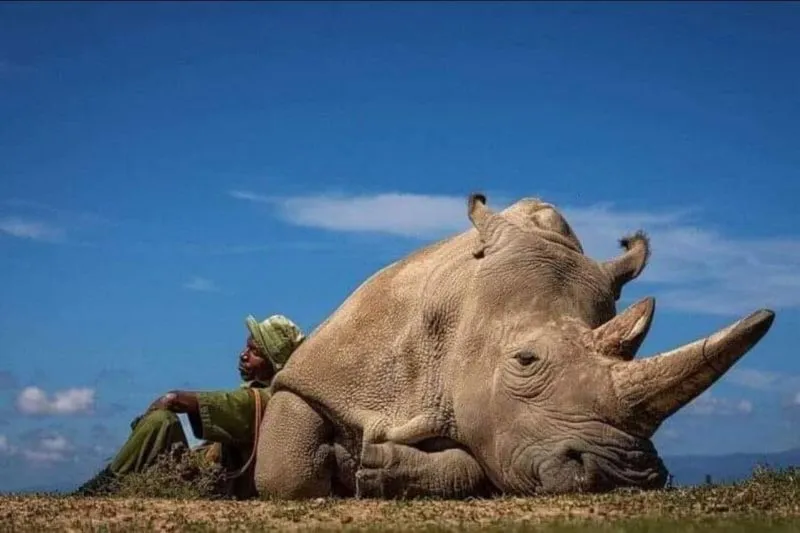 Image: Le rhino blanc du nord