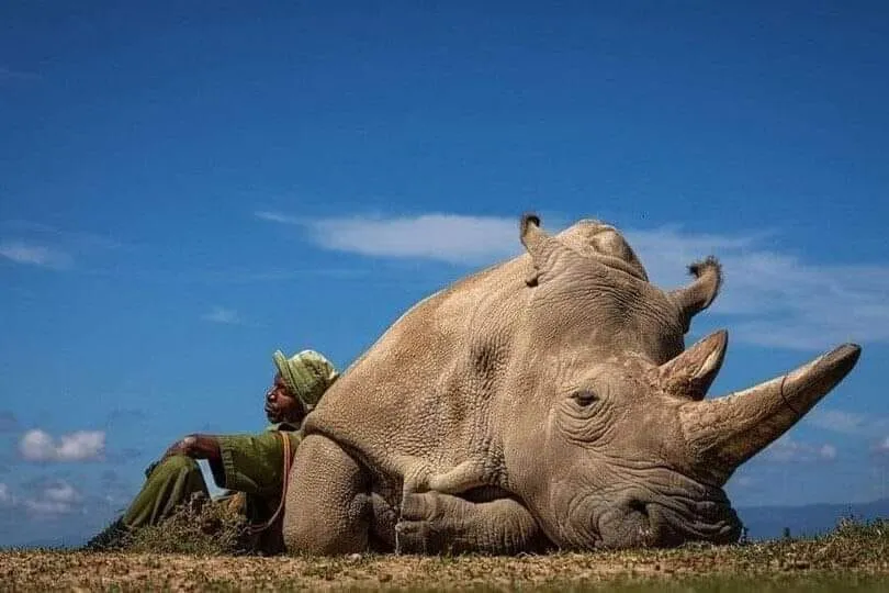 Image: Le rhino blanc again