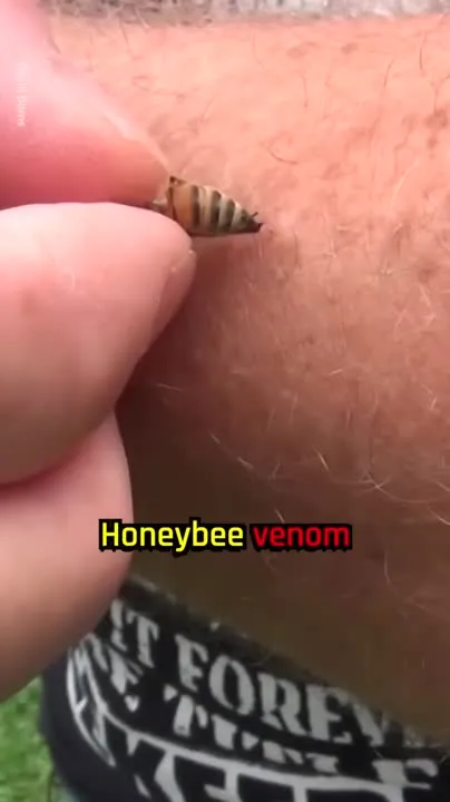 Image: Le venin d'abeille tue les cellules cancéreuses