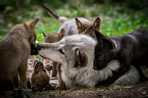 Image: Prime de 1000€ pour tuer un loup en FR