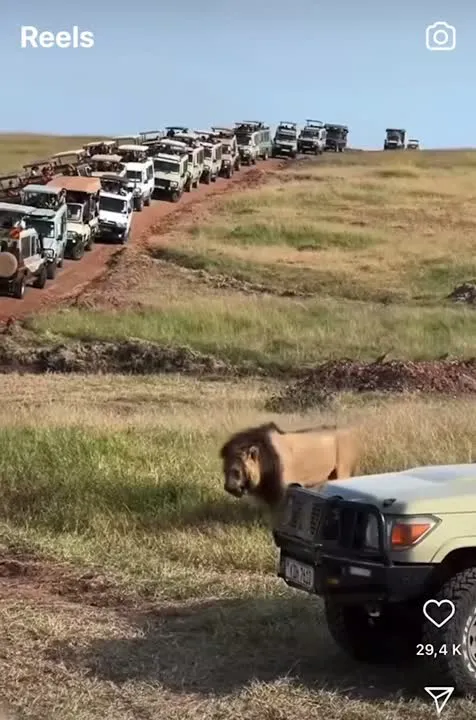 Image: Les embouteillages en Safari
