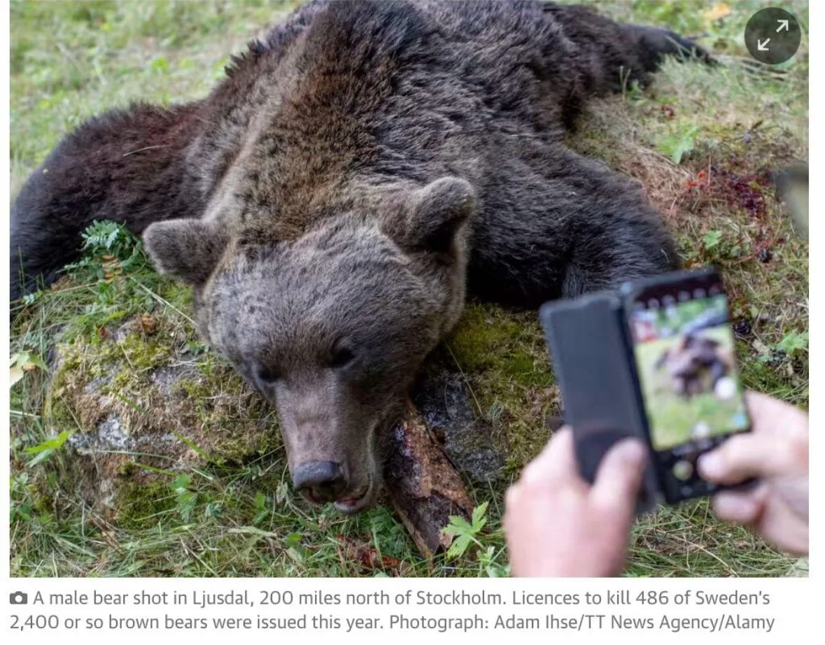 Image: Big bear hunt en Suède