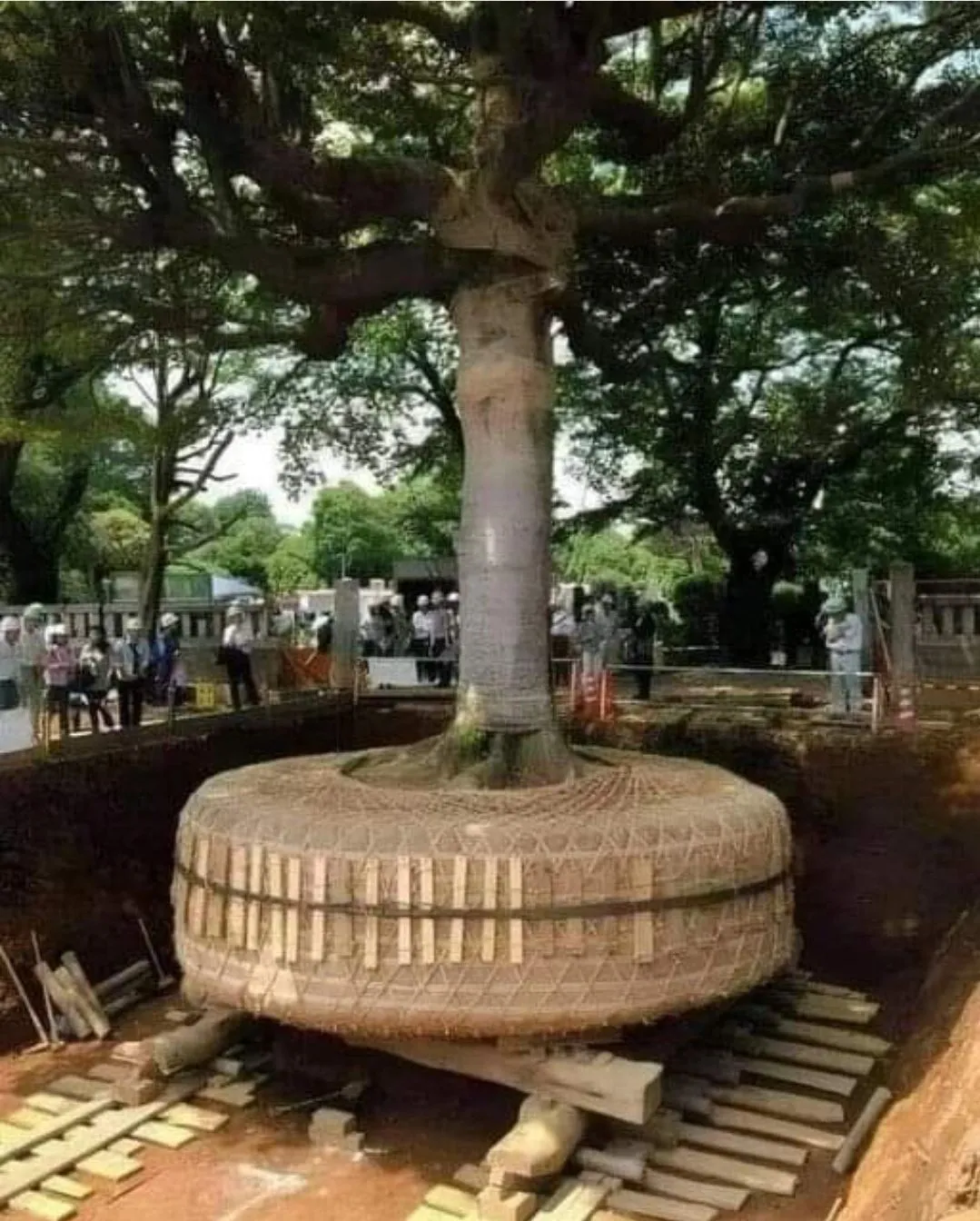 Image: Transplantation d'arbre au Japon