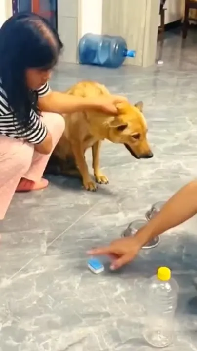 Image: Un chien renforcé négativement