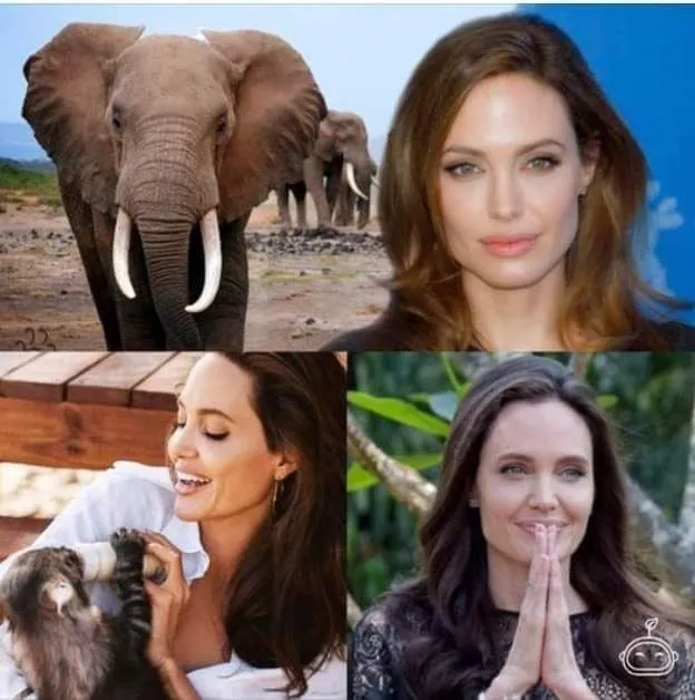 Image: Angélina Jolie a protégé des animaux au Cambodge