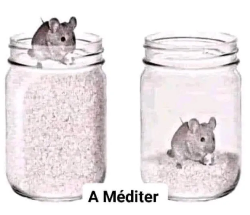 Image: Le retour de la souris dans 1 bocal