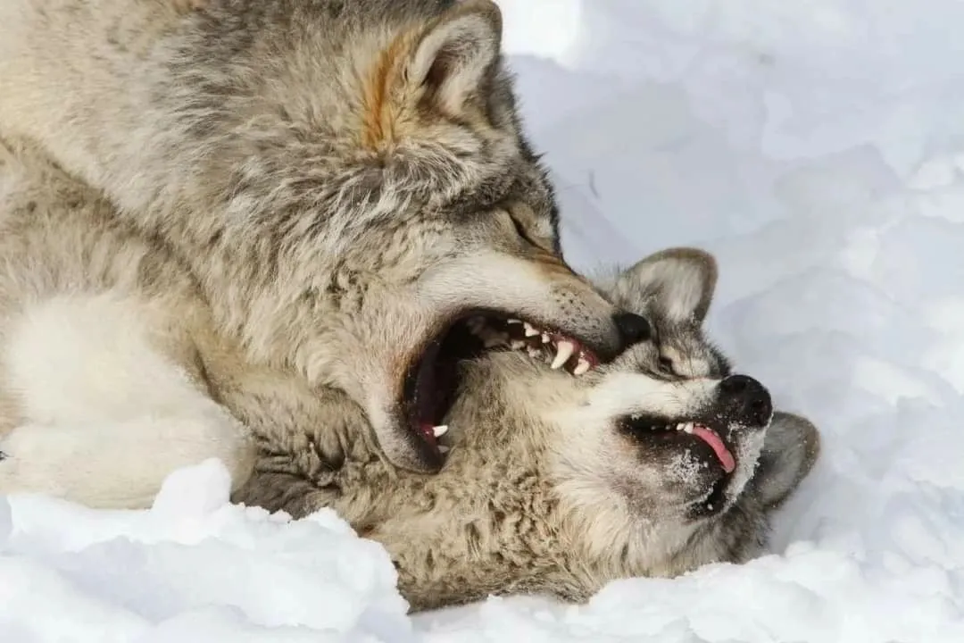 Image: Combat de loups