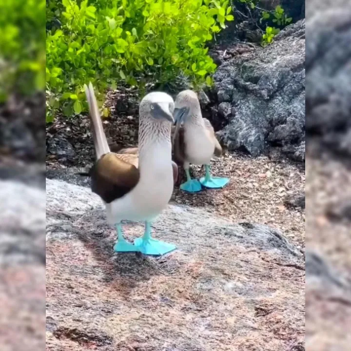Image: Des fous à pieds bleus ?