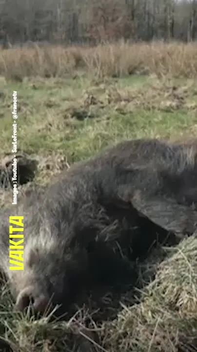 Image: Fin des enclos de chasse