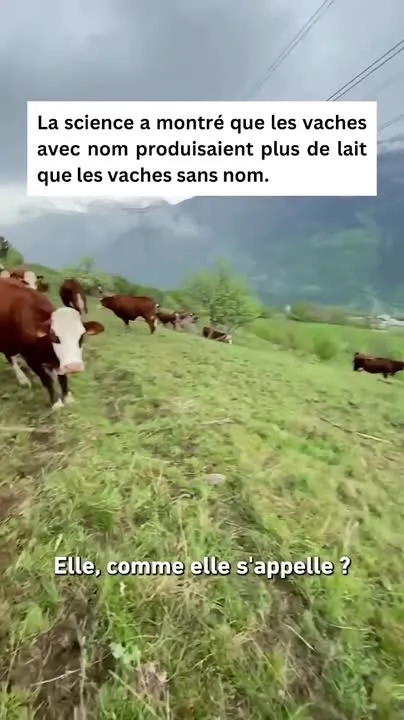 Image: Les vaches avec des prénoms produisent plus de lait