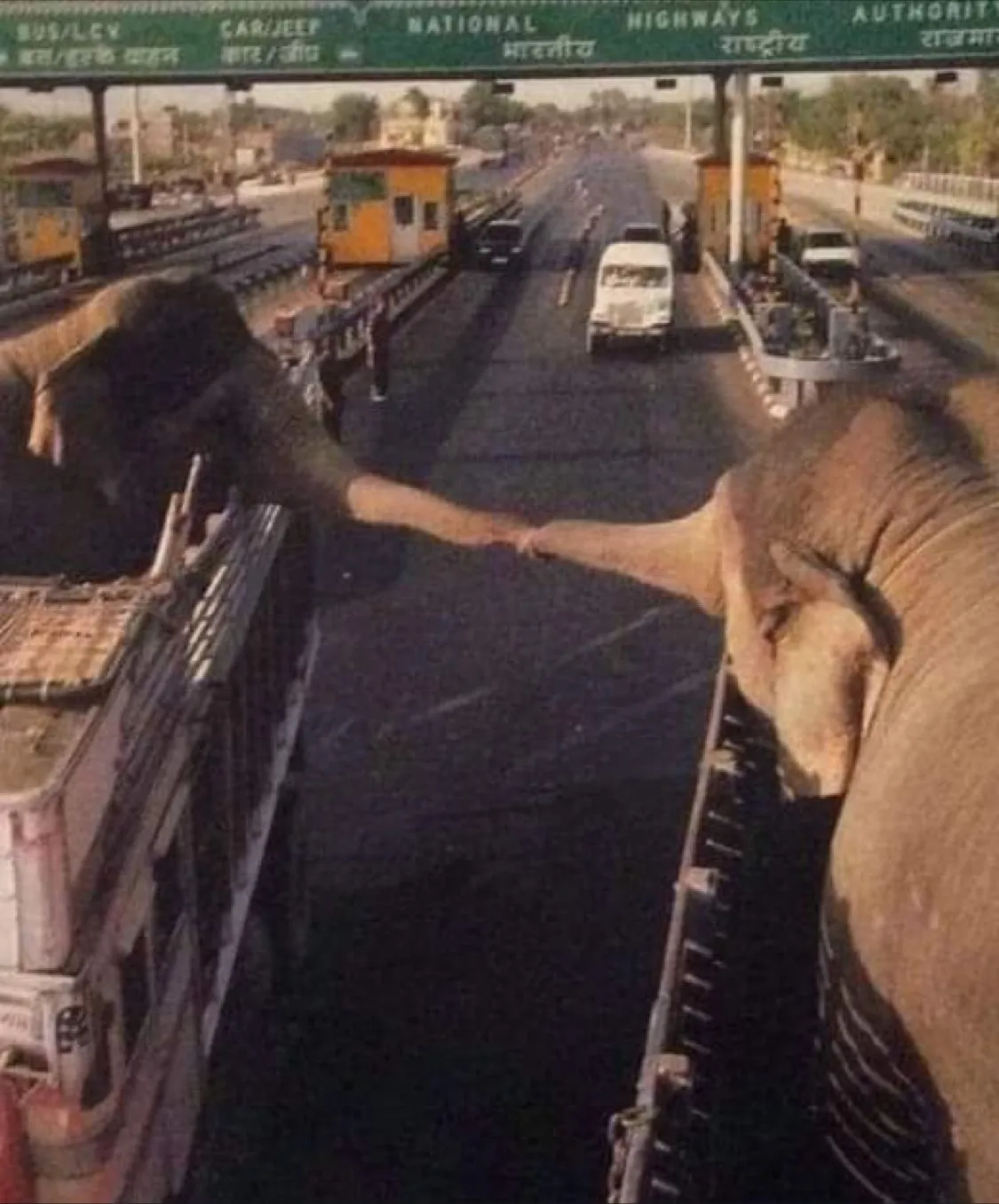 Image: Deux éléphants s'embrassent pour se dire adieu