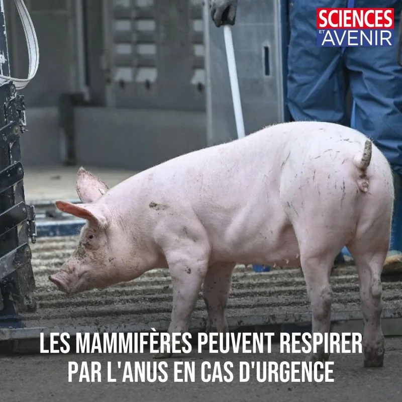Image: Les mammifères peuvent respirer par l’anus