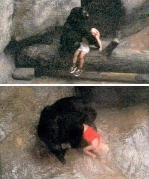 Image: Dans un zoo, un singe prend soin d'un enfant tombé dans une fosse