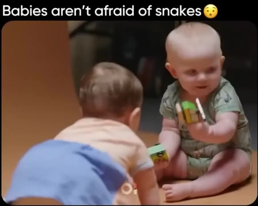 Image: Les bébés aiment bien les serpents