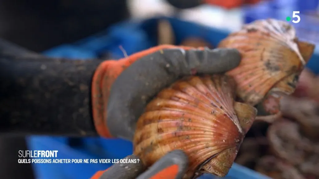 Image: Des coquilles St Jacques d'élévage ?