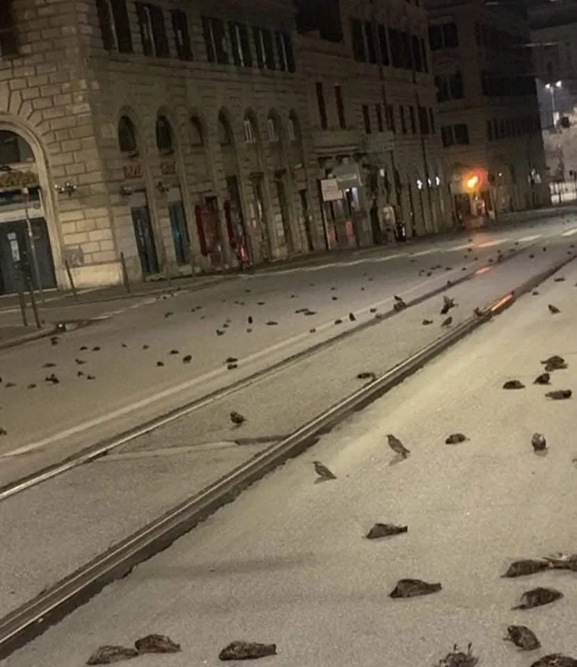 Image: Oiseaux morts à Rome le 31 décembre