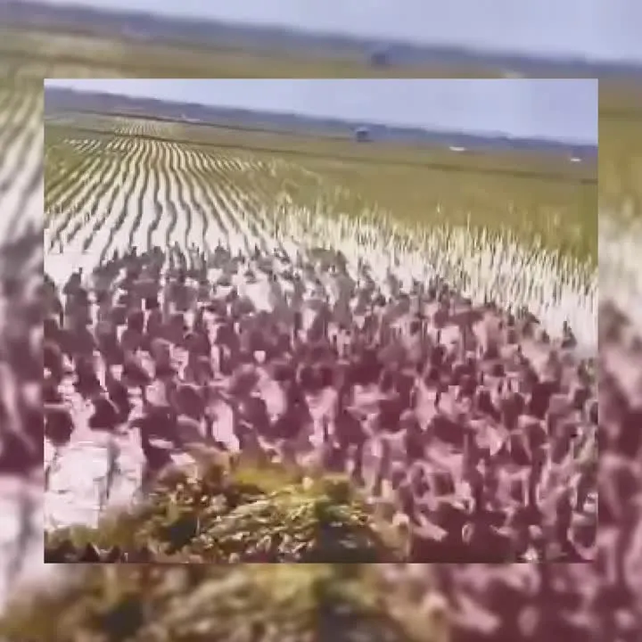 Image: Il remplace les pesticides par des canards dans ses rizières