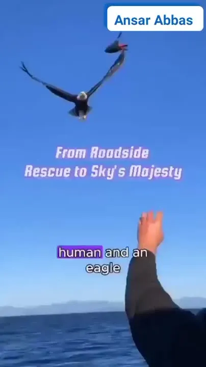 Image: Video inspirante d’un aigle blessé