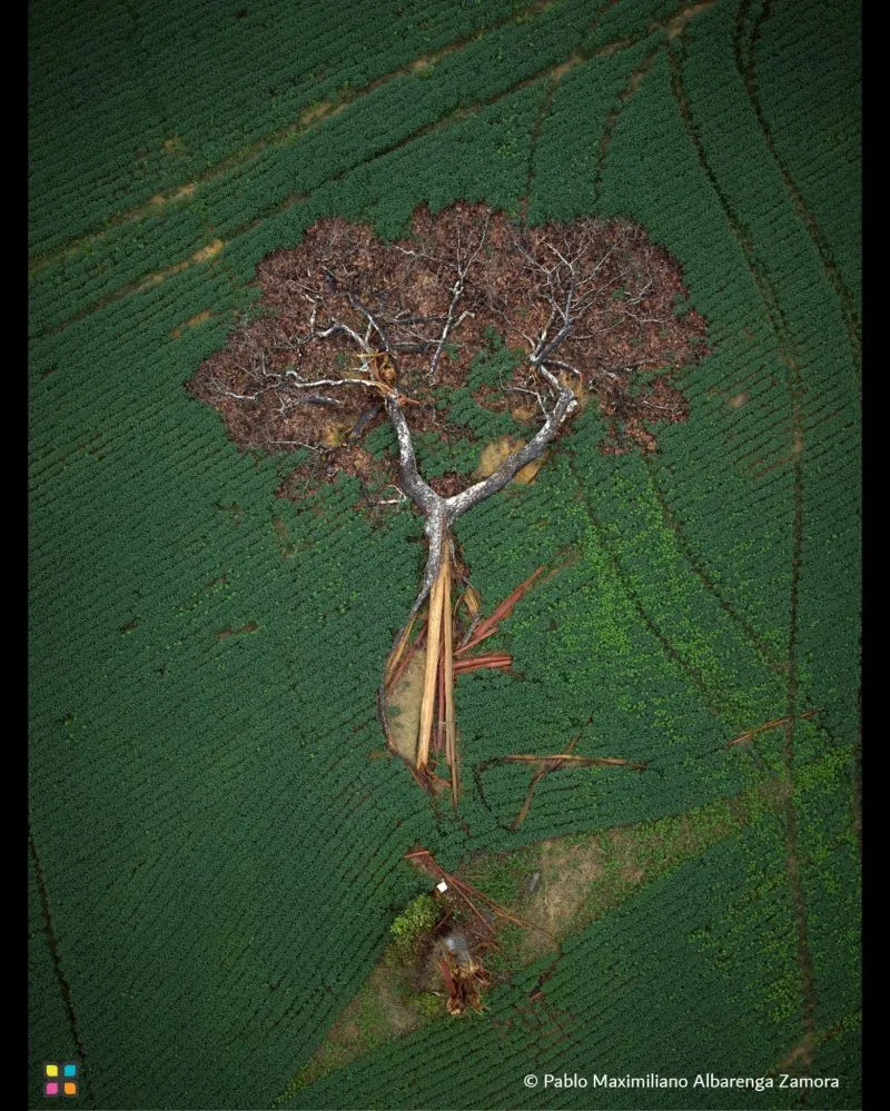 Image: Un énorme noyer du Brésil est mort en Amazonie