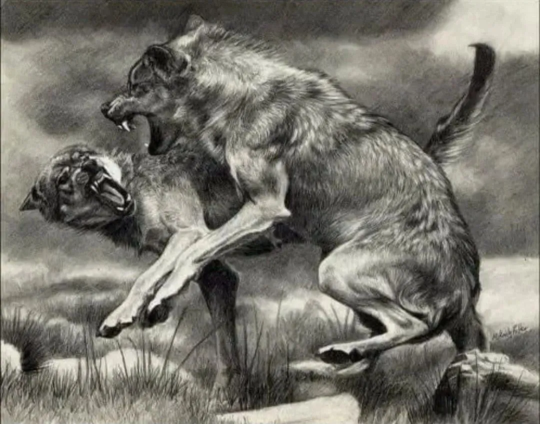 Image: Système de domination entre loups