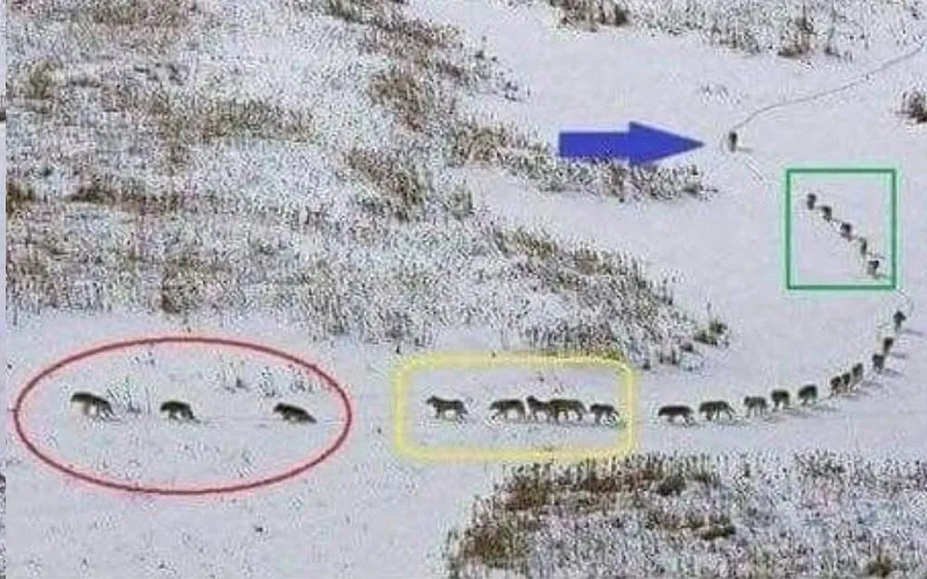 Image: Pour l'inspiration, c'est loup...é