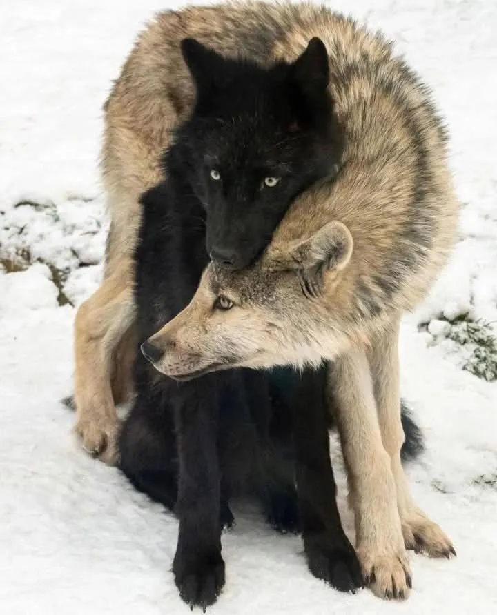 Image: Loup autour du cou