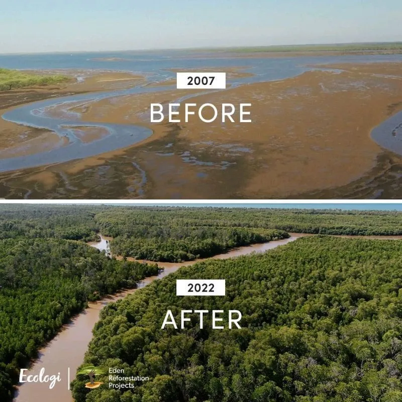 Image: 3 ONG ont replanté la mangrove de Madagascar