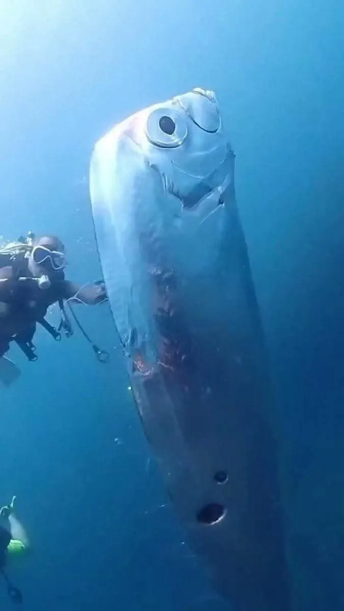 Image: L'Oarfish géant, le poisson le plus long du monde